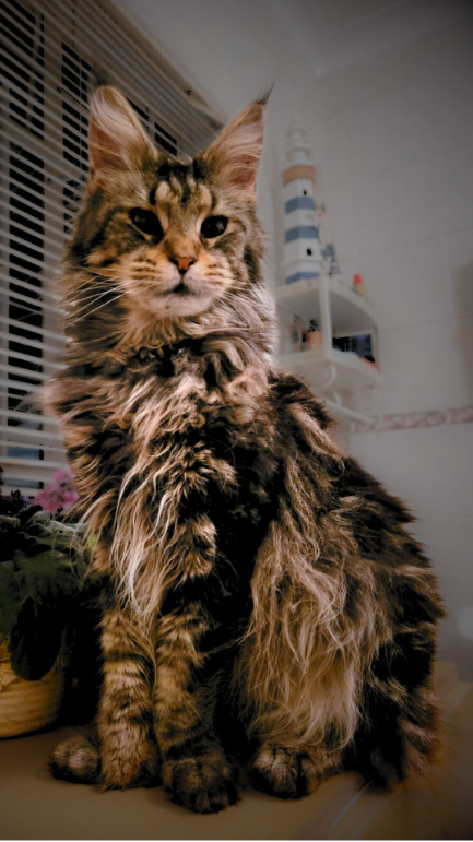 CAT 1 CAT 1